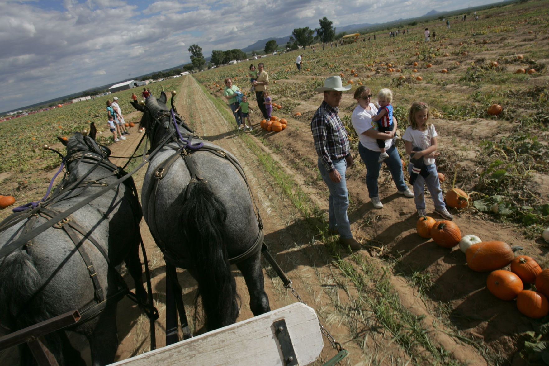 Buckelew Farm